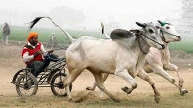 Kila Raipur village is divided into six ‘pattis’ and the seven acres of land where the games were being organised belongs to Patti Sohaviya community.(HT File) Kila Raipur village is divided into six ‘pattis’ and the seven acres of land where the games were being organised belongs to Patti Sohaviya community.(HT File)