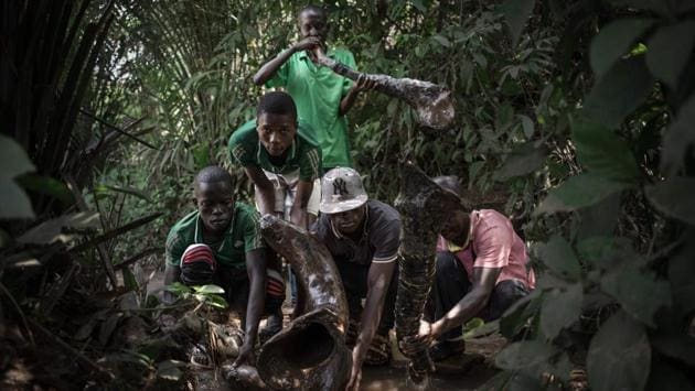 A group of Broto musicians immerses their traditional horns in the water of a river, a necessary condition to make the instrument work. In Bambari, the instrument is foraged from nearby hills, where the artists lookout for hollow stumps emerging from the laterite. Called ‘Opo’, this tubular instrument is created by termites eating through the stump, leaving each piece sounding unique. (Florent Vergenes / AFP) A group of Broto musicians immerses their traditional horns in the water of a river, a necessary condition to make the instrument work. In Bambari, the instrument is foraged from nearby hills, where the artists lookout for hollow stumps emerging from the laterite. Called ‘Opo’, this tubular instrument is created by termites eating through the stump, leaving each piece sounding unique. (Florent Vergenes / AFP)