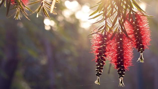 Lemon Bottle Brush flowers seen at Nehru Park. (Gokul VS/Hindustan Times)