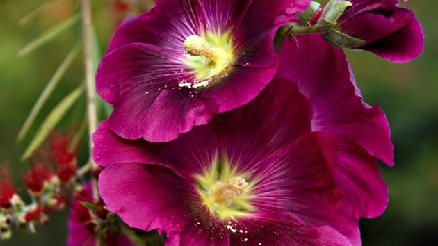 Holly hocks flowers at Garden of Five Senses. (Sarang Gupta/Hindustan Times)