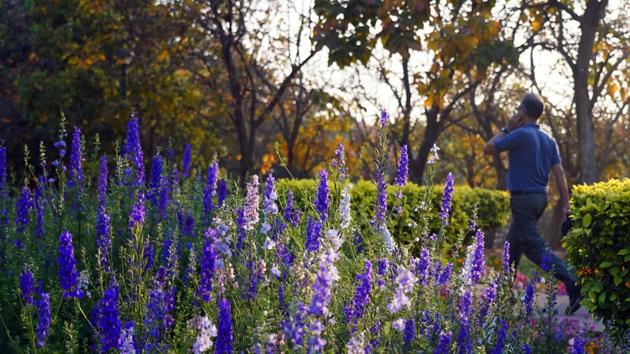 Larkspur flowers at Nehru Park. (Gokul VS/Hindustan Times)