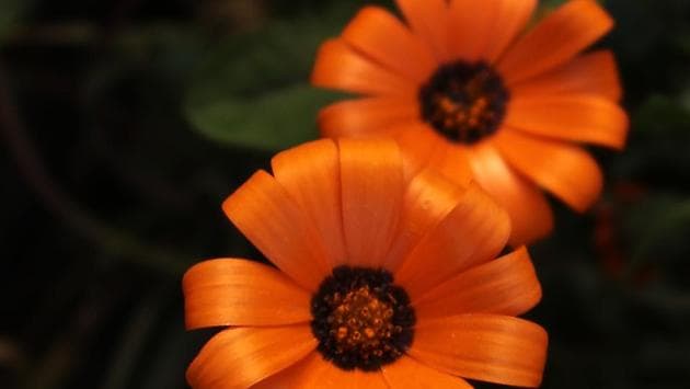 Dimorphotheca flowers at Lodhi Garden. (Shivam Saxena/Hindustan Times)