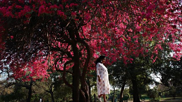 Bougainvillea flowers seen at Lodhi Garden. (Shivam Saxena/Hindustan Times)