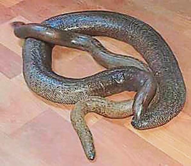 One of the red sand boas rescued by the Palghar police.(HT Photo) One of the red sand boas rescued by the Palghar police.(HT Photo)