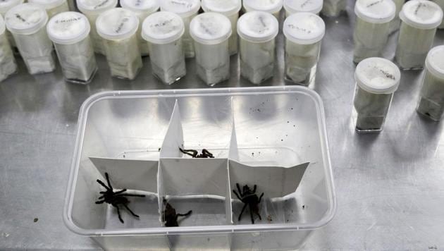 Tarantulas inside plastic containers are shown at the Philippine Department of Environment and Natural Resources in metropolitan Manila, Philippines on Wednesday, April 3, 2019. Philippine Customs District Collector Carmelita Talusan said in a statement that 757 live Tarantulas, with an estimated value of P310,000 (about US$6,000), were seized by customs agents at Manila's airport last April 1. The endangered wildlife species were found concealed in gift-wrapped oatmeal and cookie boxes and was shipped from Poland. (AP Photo/Aaron Favila)(AP)