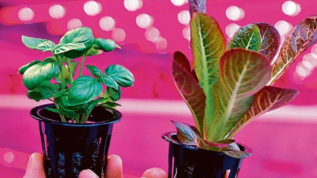 Circular farming involves waste food being turned into nutrients that are used to grow new crops.(iStock/Representative Image) Circular farming involves waste food being turned into nutrients that are used to grow new crops.(iStock/Representative Image)