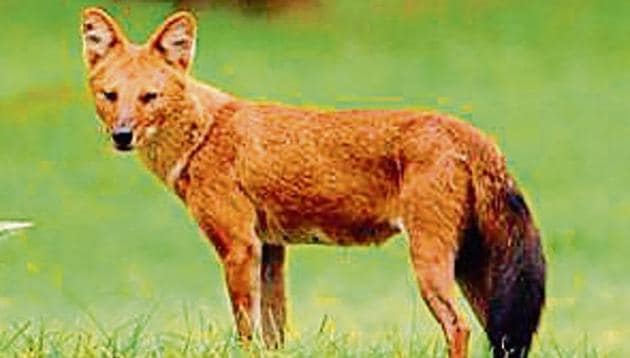 A Bengaluru-based study found that the dhole is prone to local extinctions in 37,000 square km surveyed across Western Ghats.(HT Photo) A Bengaluru-based study found that the dhole is prone to local extinctions in 37,000 square km surveyed across Western Ghats.(HT Photo)