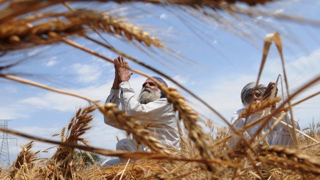 Farmers in Punjab are continuing to commit suicide despite the debt-waiver scheme launched by chief minister Capt Amarinder Singh. Data from the district agriculture department reveals that 119 farmers committed suicide in Sangrur between April 2017 and March 2018. From April 2013 to date, 665 farmer suicides have been reported. Of these 665, 195 had received financial support from the government. (Bharat Bhushan / HT Archive) Farmers in Punjab are continuing to commit suicide despite the debt-waiver scheme launched by chief minister Capt Amarinder Singh. Data from the district agriculture department reveals that 119 farmers committed suicide in Sangrur between April 2017 and March 2018. From April 2013 to date, 665 farmer suicides have been reported. Of these 665, 195 had received financial support from the government. (Bharat Bhushan / HT Archive)