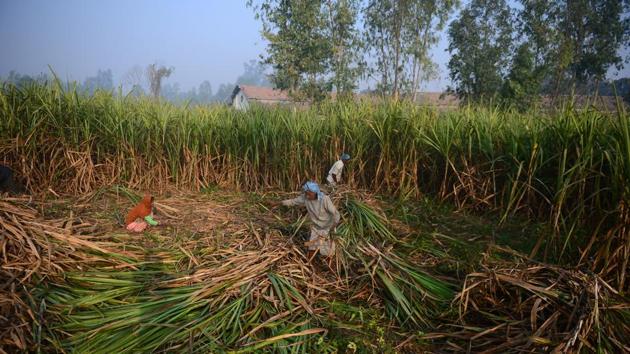 Labourers harvest sugarcane in a field along the Lucknow to Faizabad highway in Uttar Pradesh. “We have not got a single penny for four months of crop that we have sold,” said Ved Pal, gazing worriedly at stacks of sugarcane piled up on his farm in Uttar Pradesh’s Painga village. (Sanjay Kanojia / AFP) Labourers harvest sugarcane in a field along the Lucknow to Faizabad highway in Uttar Pradesh. “We have not got a single penny for four months of crop that we have sold,” said Ved Pal, gazing worriedly at stacks of sugarcane piled up on his farm in Uttar Pradesh’s Painga village. (Sanjay Kanojia / AFP)