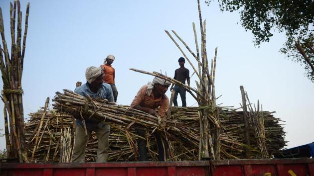 A labourer loads bundles of sugarcane to sell at a market on the outskirts of Ayodhya. Sugarcane used to be an attractive option for growers, traditionally offering much higher returns than other crops. The plant is also hardy, but thirsty -- further depleting groundwater reserves in many areas. (Sanjay Kanojia / AFP) A labourer loads bundles of sugarcane to sell at a market on the outskirts of Ayodhya. Sugarcane used to be an attractive option for growers, traditionally offering much higher returns than other crops. The plant is also hardy, but thirsty -- further depleting groundwater reserves in many areas. (Sanjay Kanojia / AFP)