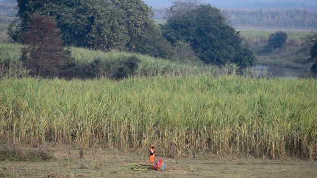 A farmer harvesting sugarcane. “This crop can sustain heavy rain, hailstorm and even if it catches fire we can still recover some crop. And we have (a) captive market available as well,” Pal said. (Sanjay Kanojia / AFP) A farmer harvesting sugarcane. “This crop can sustain heavy rain, hailstorm and even if it catches fire we can still recover some crop. And we have (a) captive market available as well,” Pal said. (Sanjay Kanojia / AFP)