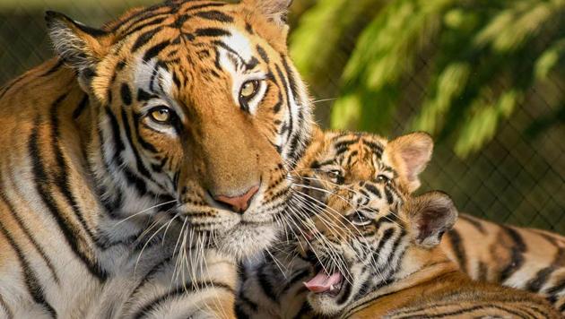 A female tiger rests with newborn cubs at a zoo, in Indore, Wednesday, Dec. 19, 2018. Image for representation.(PTI file photo)
