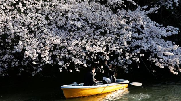 A couple rides a boat underneath cherry blossoms in full bloom in Tokyo, Japan. (Kim Kyung-hoon / REUTERS) A couple rides a boat underneath cherry blossoms in full bloom in Tokyo, Japan. (Kim Kyung-hoon / REUTERS)