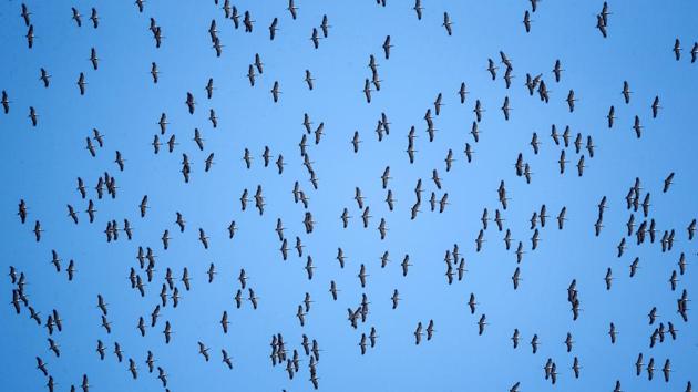 A flock of migrating demoiselle cranes fills the sky in Almaty Region, Kazakhstan. (Pavel Mikheyev / REUTERS) A flock of migrating demoiselle cranes fills the sky in Almaty Region, Kazakhstan. (Pavel Mikheyev / REUTERS)