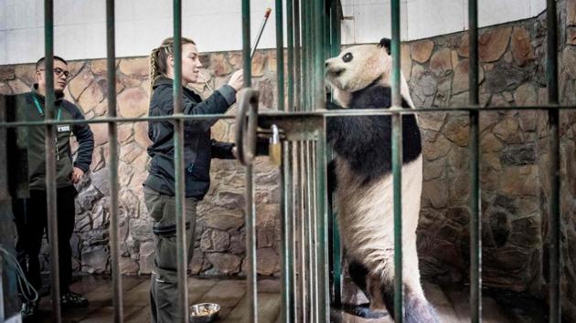 Danish zookeeper Pernille Goerup Andersen interacts with panda Xing Er at the "Chengdu Research Base of Giant Panda Breeding" in Chengdu, China. Xing Er is one of two pandas travelling to Copenhagen, Denmark. (Ritzau Scanpix / AFP / Denmark OUT) Danish zookeeper Pernille Goerup Andersen interacts with panda Xing Er at the "Chengdu Research Base of Giant Panda Breeding" in Chengdu, China. Xing Er is one of two pandas travelling to Copenhagen, Denmark. (Ritzau Scanpix / AFP / Denmark OUT)