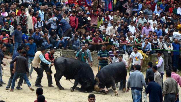 Despite being banned by an order of the Bombay High Court at Goa and later upheld by the Supreme Court, bullfighting continues sporadically and is considered Goa’s worst-kept secret. The sport that has roots in Goa’s colonial history is practiced in Goa’s Catholic-dominated villages.(HT PHOTO) Despite being banned by an order of the Bombay High Court at Goa and later upheld by the Supreme Court, bullfighting continues sporadically and is considered Goa’s worst-kept secret. The sport that has roots in Goa’s colonial history is practiced in Goa’s Catholic-dominated villages.(HT PHOTO)