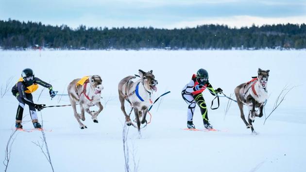 Two reindeers and their jockeys chase along an animal that runs loose as they approach the finish line on the 1 km ice track of the final in the BRP Poro cup reindeer race on a lake in Inari, northern Finland. (Alessandro Rampazzo / AFP) Two reindeers and their jockeys chase along an animal that runs loose as they approach the finish line on the 1 km ice track of the final in the BRP Poro cup reindeer race on a lake in Inari, northern Finland. (Alessandro Rampazzo / AFP)