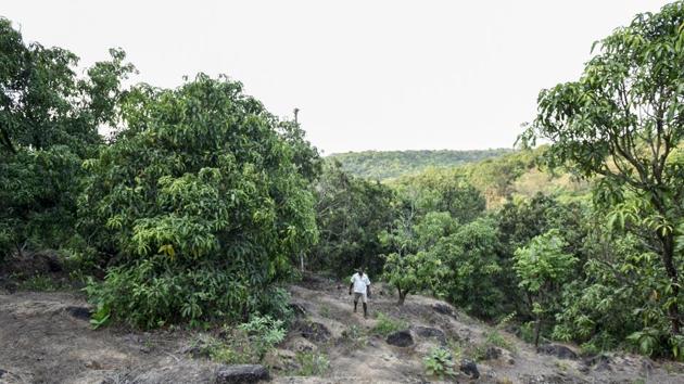 The Brihanmumbai Municipal Corporation (BMC) has put on hold 14 proposals to cut and transplant 2,370 trees across the city following citizens’ objection. (Kunal Patil/HT Photo) The Brihanmumbai Municipal Corporation (BMC) has put on hold 14 proposals to cut and transplant 2,370 trees across the city following citizens’ objection. (Kunal Patil/HT Photo)
