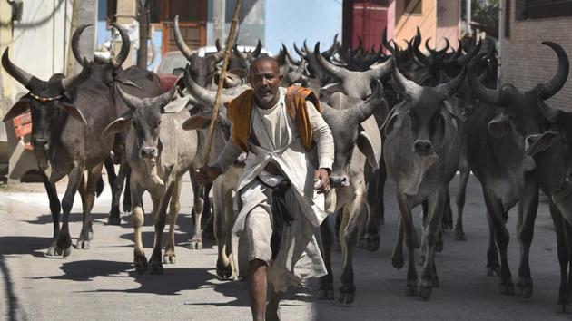 A man leads a herd of cattle, at Kadipur, in New Delhi. (Burhaan Kinu / HT Photo) A man leads a herd of cattle, at Kadipur, in New Delhi. (Burhaan Kinu / HT Photo)