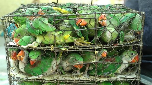 Parakeets locked inside cramped cages like this one were rescued by wildlife authorities n Kolkata on Sunday.(HT Photo) Parakeets locked inside cramped cages like this one were rescued by wildlife authorities n Kolkata on Sunday.(HT Photo)