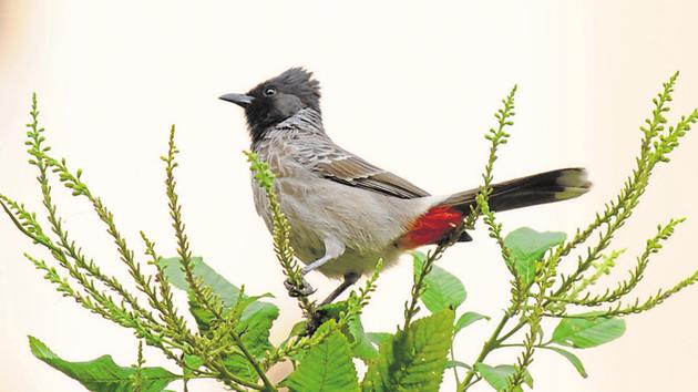 Flight patterns in the big city | Hindustan Times