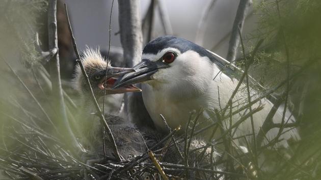 Grey Night Heron Bird at Yamuna Biodiversity Park in New Delhi. (Sanchit Khanna/HT PHOTO) Grey Night Heron Bird at Yamuna Biodiversity Park in New Delhi. (Sanchit Khanna/HT PHOTO)