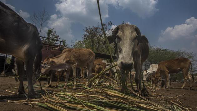 The social worker, who was conferred the fourth highest civilian honour by President Ram Nath Kovind, for his work on cow welfare, continues to live his simple life, spending hours catering to his 100-plus cattle herd at his home-cum-cow shed at Dahivandi village, in Shirur tehsil, Beed. (Pratik Chorge / HT Photo) The social worker, who was conferred the fourth highest civilian honour by President Ram Nath Kovind, for his work on cow welfare, continues to live his simple life, spending hours catering to his 100-plus cattle herd at his home-cum-cow shed at Dahivandi village, in Shirur tehsil, Beed. (Pratik Chorge / HT Photo)