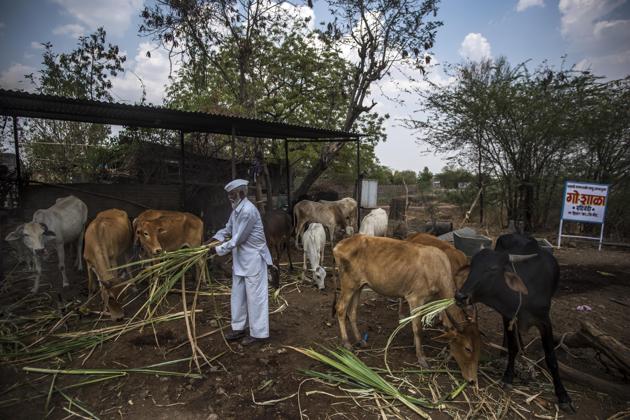 Sixty-five-year-old Shabbir Sayyad says his life has not changed much after winning the Padma Shri on March 16 this year. Except one thing — the drought in Beed, Maharashtra is now a little more bearable as water tanks and fodder trucks reach his footsteps. He does not need to run from pillar to post to arrange for the same anymore. (Pratik Chorge / HT Photo) Sixty-five-year-old Shabbir Sayyad says his life has not changed much after winning the Padma Shri on March 16 this year. Except one thing — the drought in Beed, Maharashtra is now a little more bearable as water tanks and fodder trucks reach his footsteps. He does not need to run from pillar to post to arrange for the same anymore. (Pratik Chorge / HT Photo)