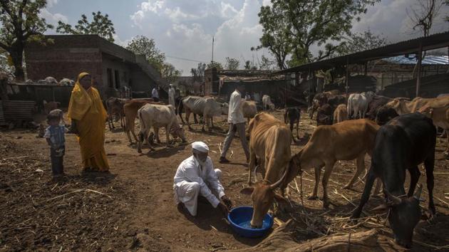 The number of cow he now takes care of has now gone up to more than 100 and ten other family members have joined him. “My wife, two sons, their wives and my five grandchildren assist me in this noble cause. Nobody has complained, including my daughter-in-laws. We don’t even have time to think or worry about anything else,” he says, referring to earning bread for his family and herd. (Pratik Chorge / HT Photo) The number of cow he now takes care of has now gone up to more than 100 and ten other family members have joined him. “My wife, two sons, their wives and my five grandchildren assist me in this noble cause. Nobody has complained, including my daughter-in-laws. We don’t even have time to think or worry about anything else,” he says, referring to earning bread for his family and herd. (Pratik Chorge / HT Photo)