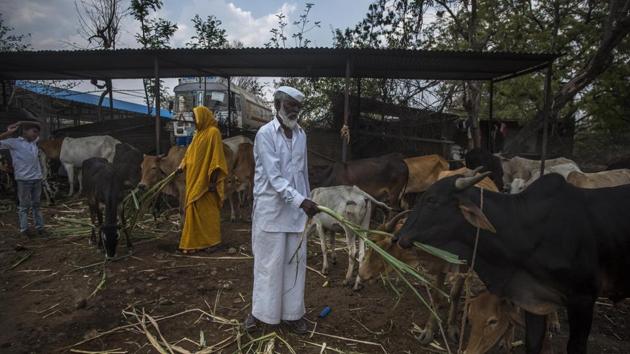 For the Sayyads, who live in a two-room slab house, the next challenge is to make a protective shed for the animals to “protect them from the unbearable heat and rains in monsoon”. “However, I don’t know how that will happen with the lack of money,” the social worker, who has been working for welfare of cows for five decades, ever since his father entrusted him with the care of two cows said. (Pratik Chorge / HT Photo) For the Sayyads, who live in a two-room slab house, the next challenge is to make a protective shed for the animals to “protect them from the unbearable heat and rains in monsoon”. “However, I don’t know how that will happen with the lack of money,” the social worker, who has been working for welfare of cows for five decades, ever since his father entrusted him with the care of two cows said. (Pratik Chorge / HT Photo)