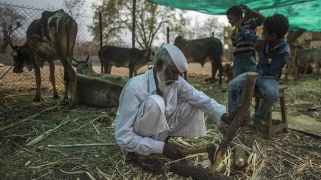 A lesser known fact about the Sayyads is that their service extends to birds and forest animals. Sayyad’s younger son, Yusuf, hikes up the 1,000-ft high hill behind their house twice a day, fetching water from their well to make water arrangements deer, rabbits and peacocks. (Pratik Chorge / HT Photo) A lesser known fact about the Sayyads is that their service extends to birds and forest animals. Sayyad’s younger son, Yusuf, hikes up the 1,000-ft high hill behind their house twice a day, fetching water from their well to make water arrangements deer, rabbits and peacocks. (Pratik Chorge / HT Photo)
