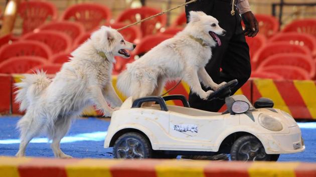 Exotic breeds, such as Saint Bernard and Siberian Husky, are not meant for tropical climate of India. (Representative Image/HT File Photo) Exotic breeds, such as Saint Bernard and Siberian Husky, are not meant for tropical climate of India. (Representative Image/HT File Photo)