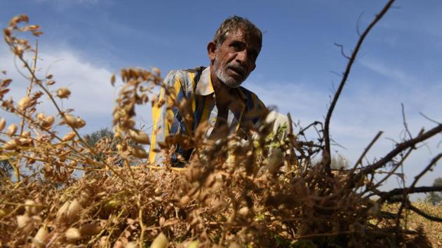 Voter unhappiness was already evident when the BJP lost state elections in Rajasthan and Madhya Pradesh in December to the Congress. The country’s only dedicated “cow minister” in Rajasthan was also booted out. It was a major turnaround from 2014 when the country’s 262 million farmers largely backed the BJP, which has promised to double farm income by 2022. (Abhaya Srivastava / AFP) Voter unhappiness was already evident when the BJP lost state elections in Rajasthan and Madhya Pradesh in December to the Congress. The country’s only dedicated “cow minister” in Rajasthan was also booted out. It was a major turnaround from 2014 when the country’s 262 million farmers largely backed the BJP, which has promised to double farm income by 2022. (Abhaya Srivastava / AFP)