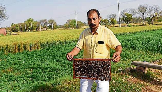 Besides honey, the bees also helped the village produce a bumper mustard crop due to cross pollination. (HT Photo) Besides honey, the bees also helped the village produce a bumper mustard crop due to cross pollination. (HT Photo)