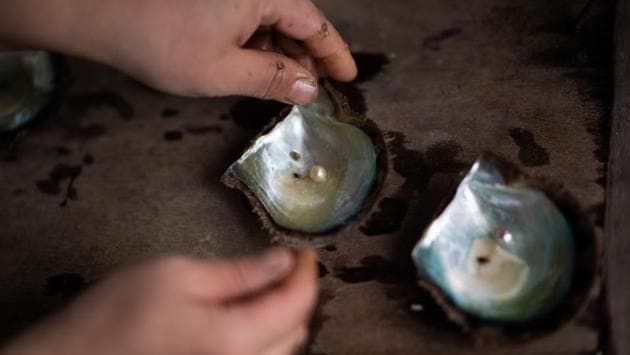 A farmer of the Sakaguchi Akoya pearl farm displays oysters with pearls on a table in Shima, Japan. Cultured pearl farming was first commercialised in Ago Bay and spread throughout the world. There are still dozens of farms plying the trade there, which look from the sky like a series of rafts floating between the steep coast and tiny islets. (Martin Bureau / AFP)