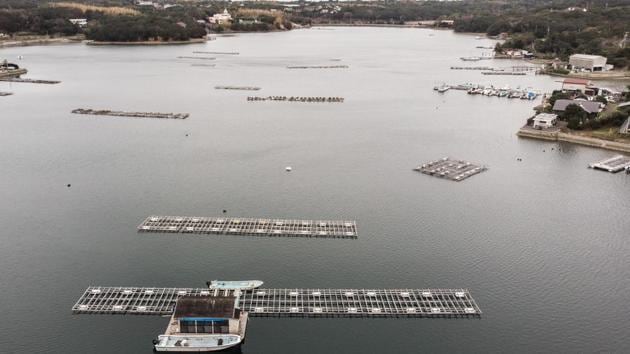 The Sakaguchi Akoya pearl farm. In 1893, an Ago Bay local called Kokichi Mikimoto became worried the oyster pearls avidly sought in his waters were becoming extinct. So he began introducing artificial foreign bodies into the oysters in a bid to replicate natural process in which they secrete thousands of layers of nacre when a grain of sand or shell finds its way inside the pearl pocket. (Martin Bureau / AFP)