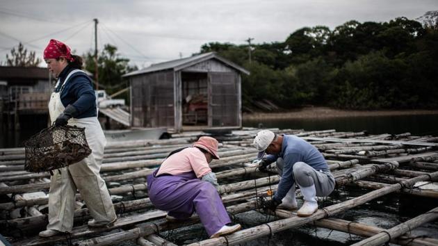 Pearl farmers harvest oysters. Success was not immediate -- several viewed the cultured pearl as a vulgar replica of the “natural” variety -- but eventually Mikimoto built a global empire and Japan became the reference for the small pearls known as “Akoya.” Around the same time, two other Japanese, Tatsuhei Mise and Tokichi Nishikawa, applied for a patent. (Martin Bureau / AFP)
