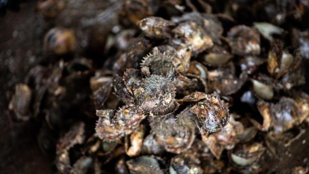 The pearls are harvested in December, when the water is around 15 degrees, said Ruriko. “Below this, the pearl will lack strength. Above that, it will lack shine,” she explained. It is a thankless task. Of the 100,000 oysters harvested annually, half die immediately after the operation. (Martin Bureau / AFP)