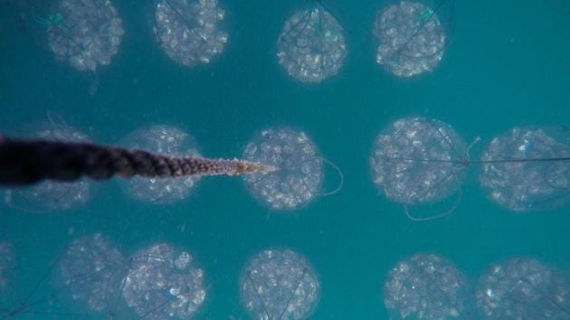 Oysters nets seen underwater. The Sakaguchi family has been crafting these pearls between three and 10 millimetres in diameter for three generations. Kasuhiro, 73, and Misayo, 68, are now supported by daughter Ruriko. “Our job is to look after the oysters as well as we can for three to four years,” explained the 43-year-old Ruriko. (Martin Bureau / AFP)