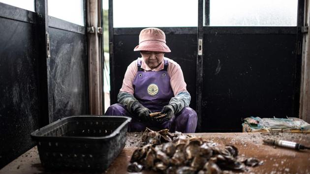 A farmer cleans harvested oysters. The vast majority produce either mediocre pearls or nothing at all. Only around 5% of the oysters harvested will result in pearls of sufficient quality to adorn the windows of chic jewellers far away in Tokyo. (Martin Bureau / AFP)