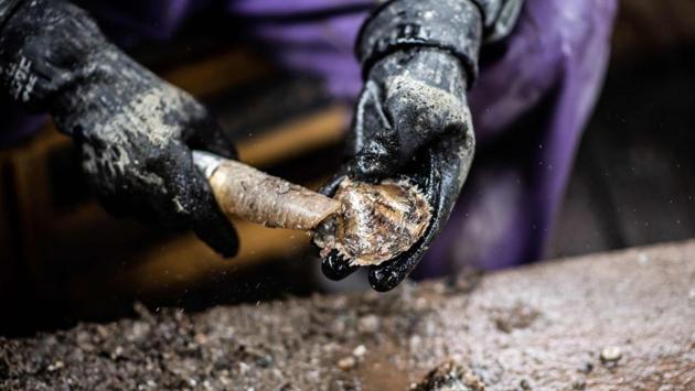 The Sakaguchis are lucky to have Ruriko take up the family trade. The number of specialised pearl farmers has dropped from 3,760 in the 1960s to just 680 in 2013, according to the most recent data from the Fisheries Agency. But despite this, Japan dominates the global market, accounting for around 30% in terms of value -- helped by concentrating on quality pearls. (Martin Bureau / AFP)