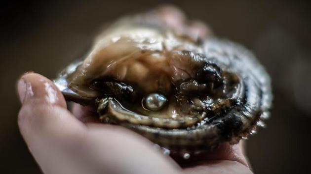 What sets Japanese cultured pearls apart, aside from centuries of know-how, is climate said Yuichi Nakamura, vice-chairman of the Mie Pearl promotion council. “The key is the winter season in Japan. It gives the pearls a better shine and sets them apart from the rest of world,” Nakamura told AFP. (Martin Bureau / AFP)