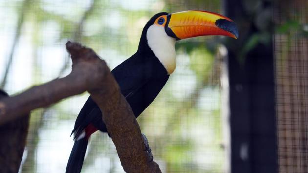 Toucans at Essel World Bird Park, Gorai, Mumbai, India, on Tuesday, April 9, 2019. (Pramod Thakur/HT Photo) Toucans at Essel World Bird Park, Gorai, Mumbai, India, on Tuesday, April 9, 2019. (Pramod Thakur/HT Photo)