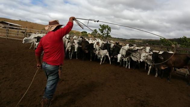 An indigenous Macuxi cowboy ropes cattle. The sprawling 1.7 million hectares of savannah on the border with Venezuela — a reservation called Raposa Serra do Sol — is home to 25,000 native people whose main livelihood is raising cattle. (Bruno Kelly / REUTERS)