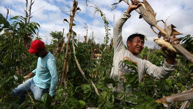 Indigenous Macuxi harvest corn at the community of Morro on the reservation. The cattle herds stand endangered if Bolsonaro follows through on his promise to review the borders of the reservation — part of his push to repeal a ban on commercial farming and mining on indigenous lands. (Bruno Kelly / REUTERS)