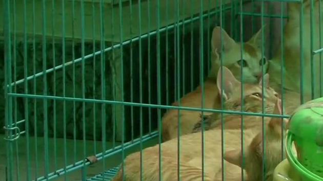 According to the police, the women arrived at the hotel with six cats, seven dogs and a goat on the night of April 9.(ANI photo) According to the police, the women arrived at the hotel with six cats, seven dogs and a goat on the night of April 9.(ANI photo)