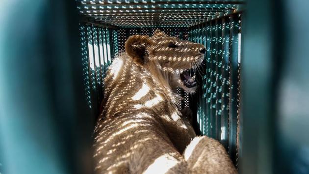 A sedated lioness is pictured in a cage at a zoo in Rafah in the southern Gaza Strip, during the evacuation by members of the international animal welfare charity “Four Paws” of animals from the Palestinian enclave to relocate to sanctuaries in Jordan. (Said Khatib / AFP) 