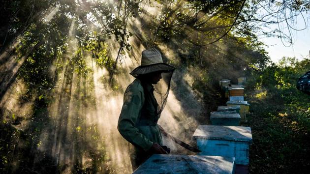 A beekeeper works at an apiary in Navajas, Matanzas province, Cuba. In the mountains of Matanzas province, in western Cuba, bees buzz free of agrotoxic, enjoying a diet rich in wild flowers and producing a high quality honey, that European markets crave for. (Yamil Lage / AFP) 