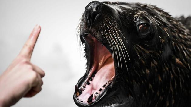 A zookeeper interacts with a sea lion during its training aimed at making medical interventions easier at the Vincennes zoological gardens (Parc zoologique de Vincennes) in Paris, France. The zoo of Paris will celebrate five years since its reopening on April 12, 2019. (Philppe Lopez / AFP) 