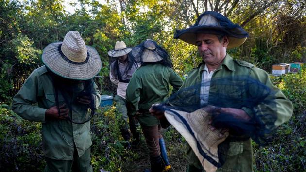 Fundora, 51, is a mechanical engineer by trade. His 54-year-old brother Santiago Esteban (not pictured) is a teacher. But both have become Cuba’s best-known beekeepers by passion, owning 600 hives. In this idyllic valley, “last year we produced 80 tonnes of honey,” Santiago said, his face covered by a black net to avoid stings while bees swarmed in agitation. (Yamil Lage / AFP)